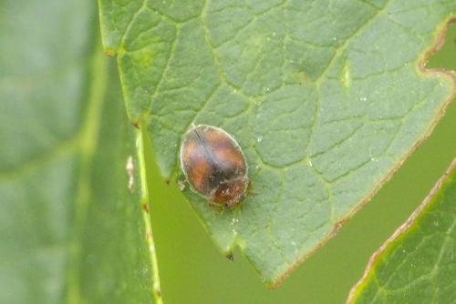 Scymnus subvillosus